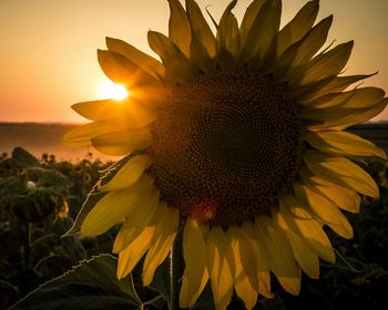 Close-up of sunflower blooming against sky during sunset