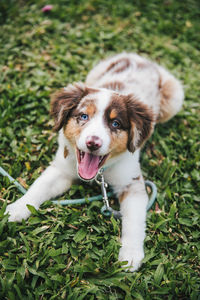 Portrait of dog sitting in grass