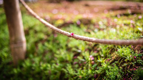 Close-up of red flowering plant