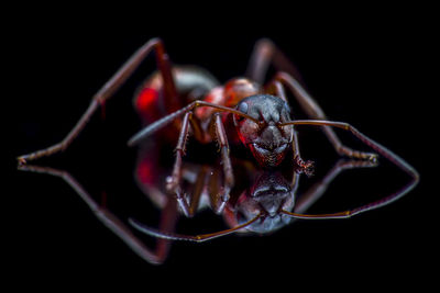 Close-up of ant over black background