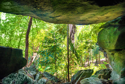 Low angle view of trees in forest