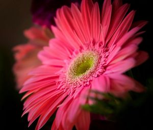 Close-up of pink flower