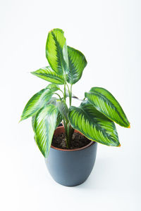 Close-up of potted plant against white background