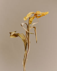 Close-up of wilted plant against white background