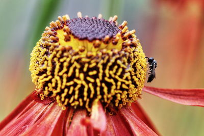 Close-up of bee on coneflower