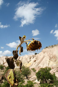 Low angle view of flowering plants on rock against sky