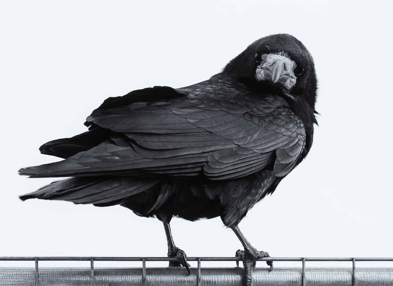 LOW ANGLE VIEW OF BIRD PERCHING AGAINST WHITE BACKGROUND