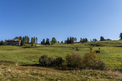 Scenic view of field against clear blue sky