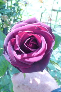 Close-up of rose blooming outdoors