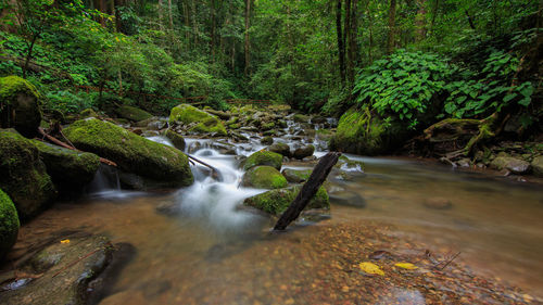 Stream flowing through rocks in forest