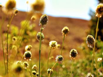 Close-up of flowering plants on field