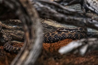 Close-up of snake on tree trunk