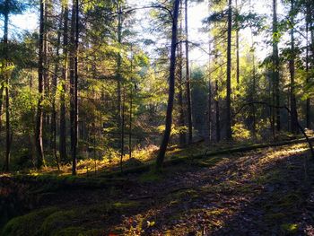 Trees in forest