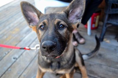 Close-up portrait of dog