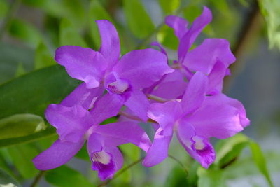 Close-up of pink flowering plant