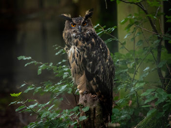 Owl perching on a tree