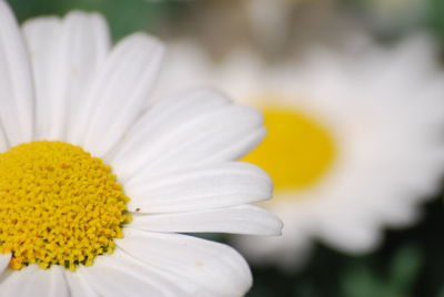 Close-up of white flower