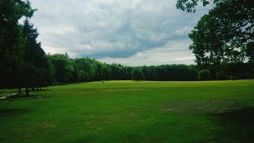 Trees on field against sky