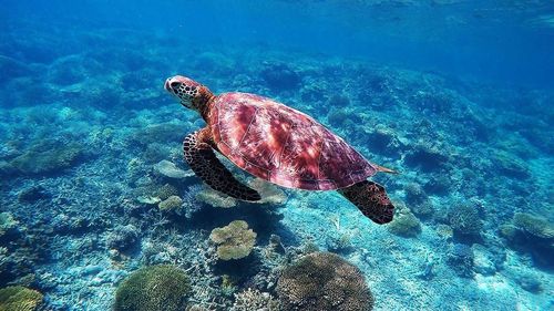 Close-up of turtle in sea