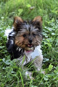 Portrait of dog on field