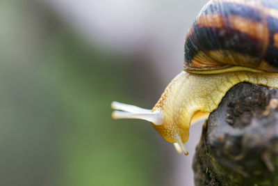 Close-up of snail