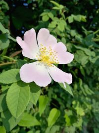 Close-up of white flowering plant