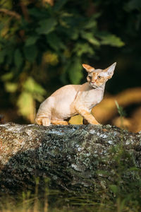 Close-up of a cat