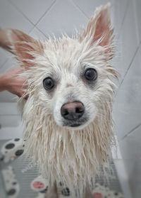 Close-up portrait of dog