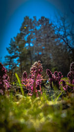 Close-up of purple flowers on field