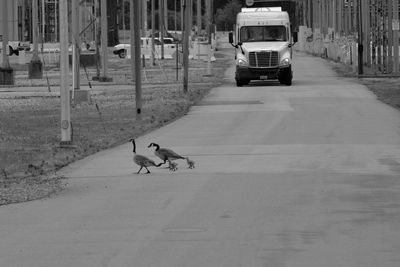 Man with dog on road