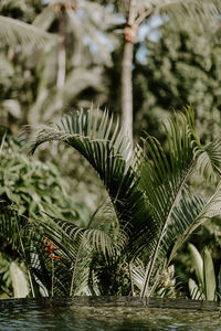 Close-up of palm tree