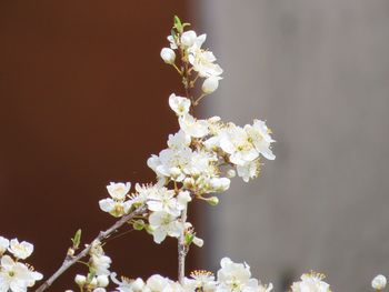 Close-up of white cherry blossom tree