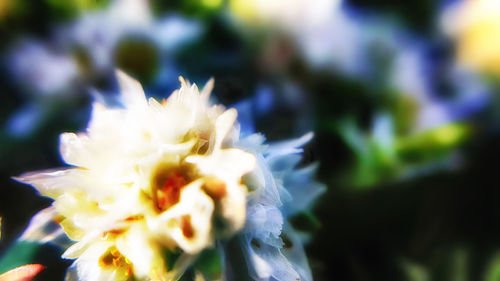 Close-up of dandelion flower