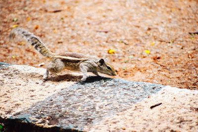 Close-up of squirrel eating