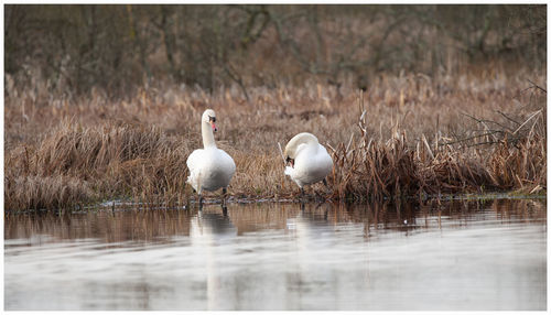 Birds in a lake