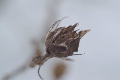 Close-up of dried plant