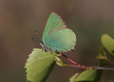 Close-up of butterfly on leaf