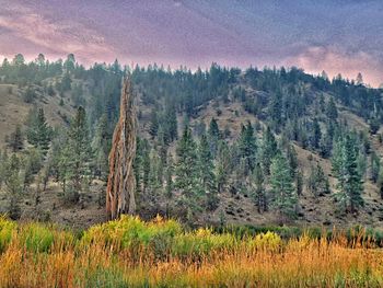 Panoramic view of pine trees on field against sky