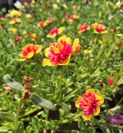 Close-up of pink flowers blooming outdoors