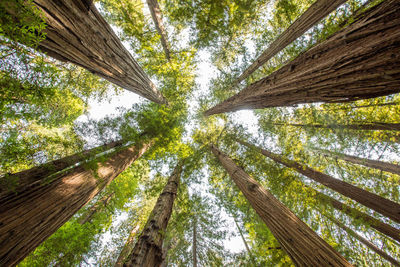 Low angle view of bamboo trees in forest