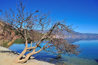 Bare tree by lake against clear blue sky