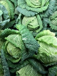Full frame shot of cabbage