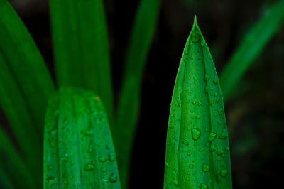 Close-up of raindrops on green leaf