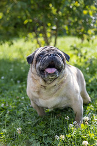 A nice pug sits on a meadow and watches the area