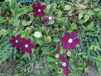 High angle view of pink flowering plants
