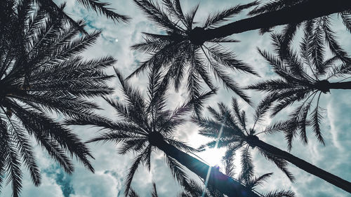 Low angle view of palm trees against sky