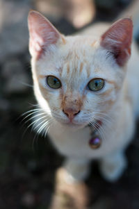 Close-up portrait of cat
