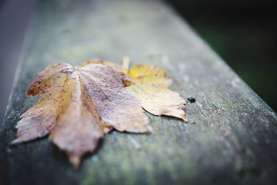 Close-up of dry maple leaf