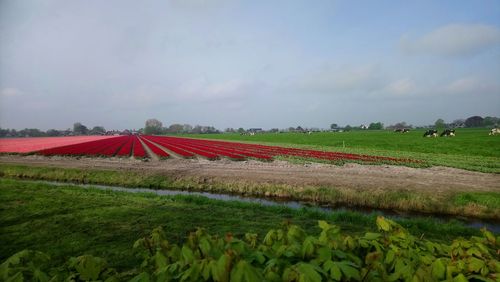 Scenic view of field against sky