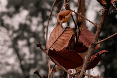 Close-up of dry leaves on branch